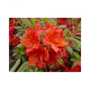 Azalija (Rhododendron) &#039;Feuerwerk&#039;